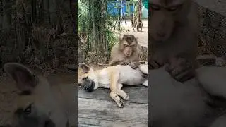 Great video Super SokYaa And Sokhaa Very Adorable & Harmony Animals Around The World #shorts
