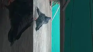 DESI HIGH FLYING PIGEON (CHAUPAR)