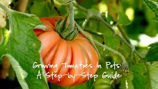 Growing Tomatoes in Pots A Step by Step Guide
