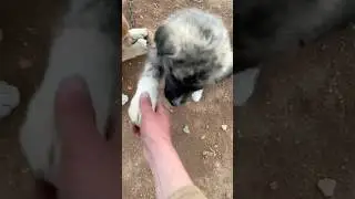 Ma puppets trying to shake hands. #afghanistan #puppy #mountains #village #dog #funny #fun