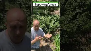 Вырастите зелёный чай (Camellia sinensis) в городском саду.
