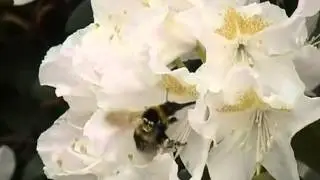 Humlebier i rododendronbedet