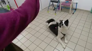 Ted, le chien aide soignant &agrave; l'Ehpad