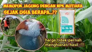 Umur jagung yang ideal untuk dipupuk NPK MUTIARA dikocor atau semprot