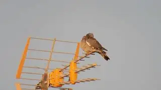 Celestron Regal M2 100ED. Digiscoping 4k