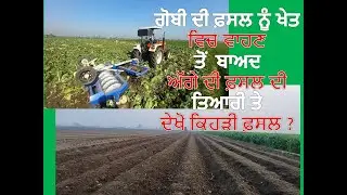 ਗੋਬੀ ਦੀ ਫ਼ਸਲ ਨੂੰ ਖੇਤ ਵਿਚ ਵਾਹਣ ਤੋਂ  ਬਾਅਦ ਅੱਗੇ ਦੀ ਫ਼ਸਲ ਦੀ ਤਿਆਰੀ ਤੇ ਦੇਖੋ ਕਿਹੜੀ ਫ਼ਸਲ ?
