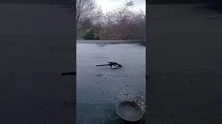 比利時花園鳥類直播，#ekster #bird in the winter#喜鵲#比利時屋頂的喜鵲