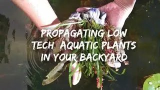 Propagating low tech aquatic plants in your backyard