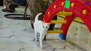 Mano&rsquo;s Holiday Adventure | Domestic Short Hair Cat Exploring Time
