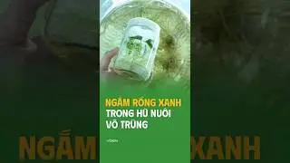 Rồng Xanh cấy m&ocirc; ViGen &ndash; Vẻ đẹp ổn định từ ph&ograve;ng nu&ocirc;i cấy 🌿