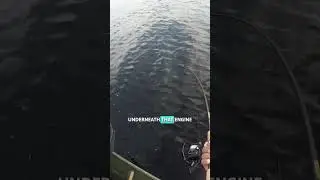 STRONG Pike! | Black Lake NY #shorts #pikefishing #fishing