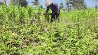 Hardworking Farmer Unearthing Sweet Potatoes by Hand #RuralAgriculture #TraditionalFarming