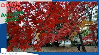 Omiya Park ( 大宮公園 ) in Autumn 2022