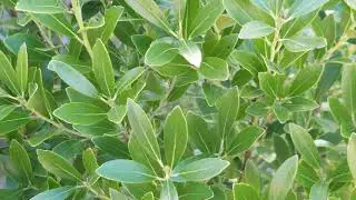 ILEX GLABRA 'SHAMROCK' INKBERRY SHRUB