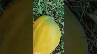 papaya #nature #mybackyardgarden #fruit #coding #tropicalfruit organic farming October 2025