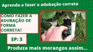 Como fazer a adubação do morango de forma correta! E produzir mais!