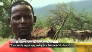 African honey bees change lives and save elephants