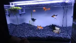 【金魚缸真的不能偷懶】來講講硝化菌和養魚慘痛教訓