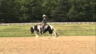 Northwinds Fascination-Gypsy Vanner Stallion