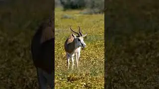 Springbok grazing in the wild #springbok #graze #chew #animal #beautiful #nature #wildlife HA50454