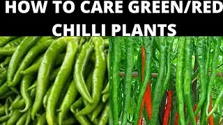 HOW TO CARE GREEN/RED CHILLI PLANTS IN HINDI/URDU.