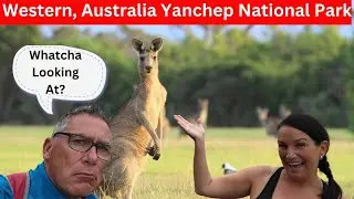 Western, Australia - Yanchep National Park