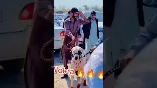 Dogs Fight #dogs #desimaholtv #pakistan #pakistanivillagevlog #cats #catshorts