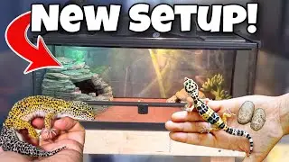Установка клетки для моих леопардовых гекконов *НОВАЯ*!