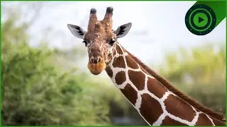 Which Animal Truly Rules the Savanna?