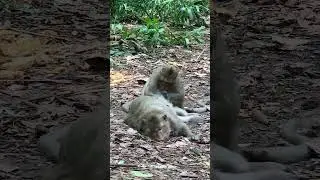 Great Video Of Animals So Fun And Adorable, Cute Animal & Famous #shorts