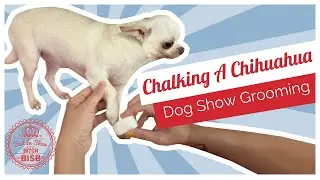 Dog Show Grooming: How To Chalk A Chihuahua