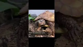Types of Turtle (RYUKYU BLACK-BREASTED LEAF TURTLE ) pt.15