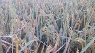 Wet season high breed viriety LONG PING 2096