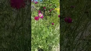 Короставник македонский Red Knight (Knautia macedonica Red Knight)  в ландшафте...