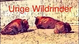 Urige Wildrinder&hellip;