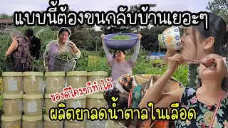 EP.805 แบบนี้ต้องขนกลับบ้านเยอะๆ พ่อปู่แม่ย่าพาผลิตยาลดน้ำตาลในเลือดไว้กิน ถึงว่าไม่เป็นเบาหวาน