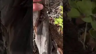 I Found A Desert Cockroach in Sedona, Arizona! | Pt 2 #cockroach #roach #dubiaroach #insect #desert