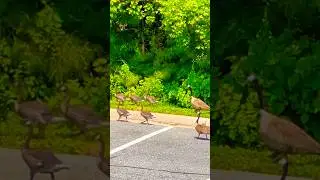 Birds&hearts;️ #bird #reels #nature #birdslover #naturelovers #birdwatching #birdsofinstagram #viral #short