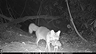 Gray foxes hunting rabbits, etc.