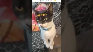 khuli dhamki #cat #catvideos #catcomedy