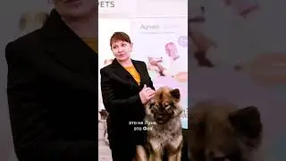 Евразиер -- самый преданный друг человека 💖🐕