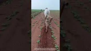 Traditional Farming: Horse Drawn Plowing