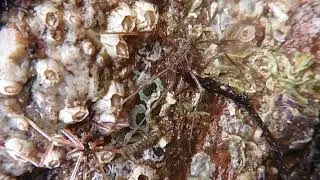 Sea spiders at Watcombe Torquay