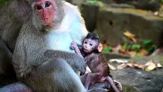 Beautiful Moment Of newborn BABY Monkey Of Mom Piper