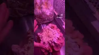 The perfect pink oyster mushroom cluster