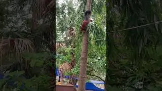 #Jungle Squirrel#Nallamalla Forest #