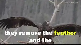 ideal motivation / Wisdom of the eagle 🦅 part 1