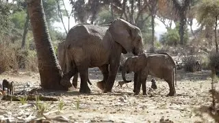 Tech company develops AI-powered anti-poaching system