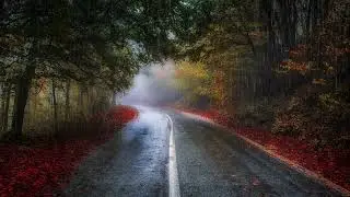 FREE NO COPYRIGHT RELAXING AUTUMN RAIN COUNTRY ROAD TREES BACKGROUND SCREENSAVER