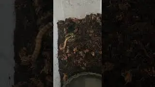 M.O.A.F loves the taste of supper worm #frog #amphibian #moaf #food #fyp #follow